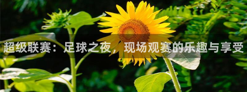 超级联赛：足球之夜，现场观赛的乐趣与享受